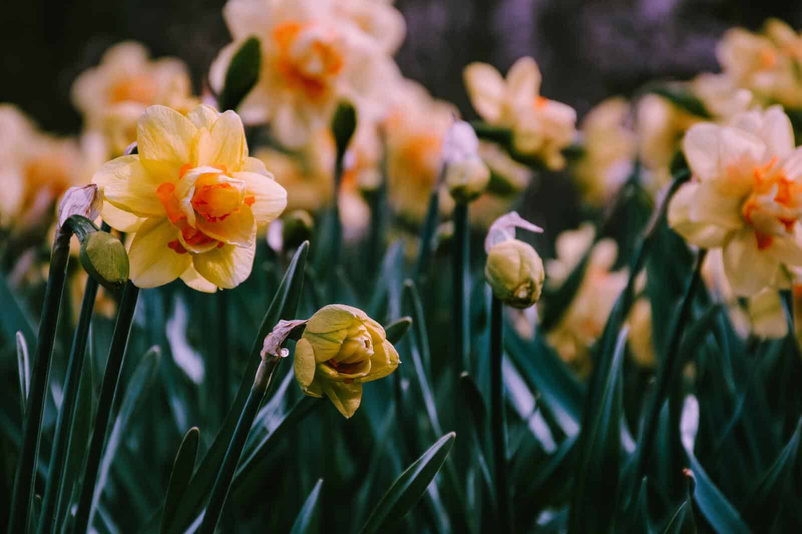 Daffodils - Image 4