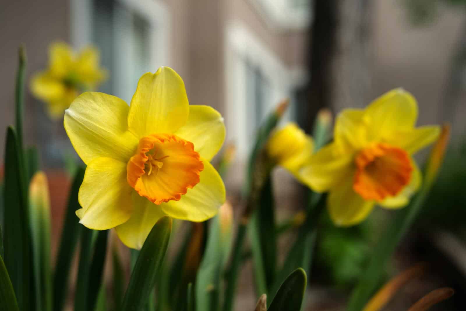Daffodils - Image 5