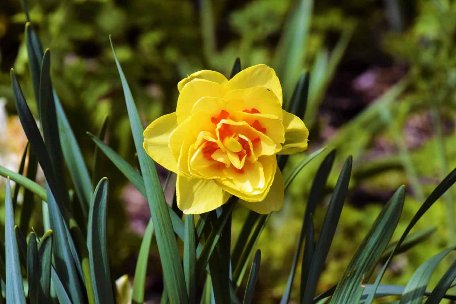 Daffodils - Image 3