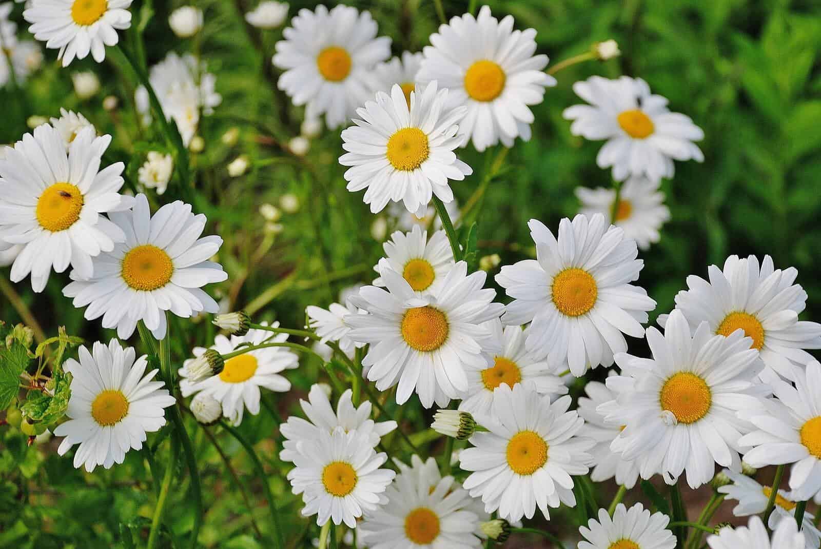 Daisy - Image 2