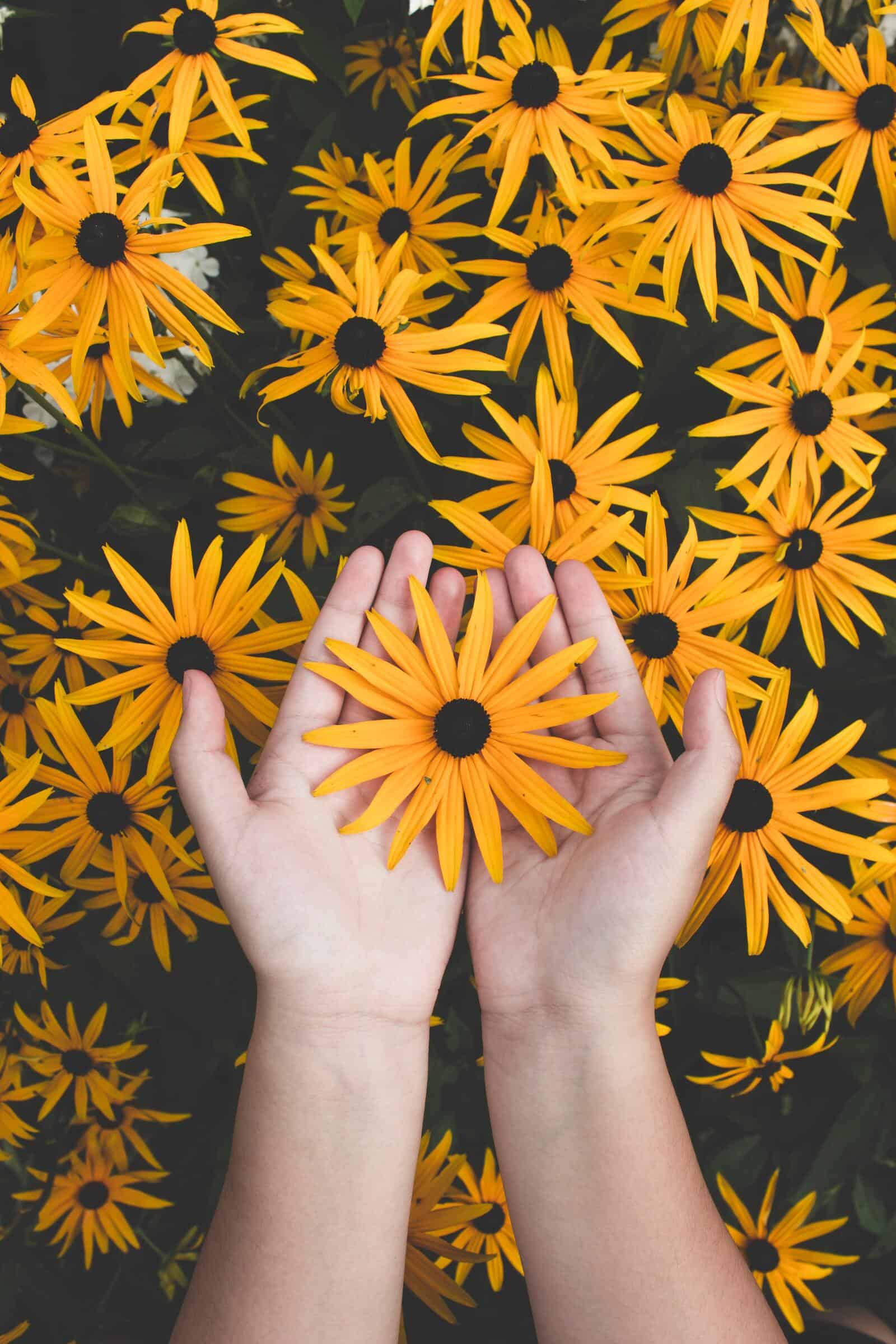 Rudbeckia - Image 2