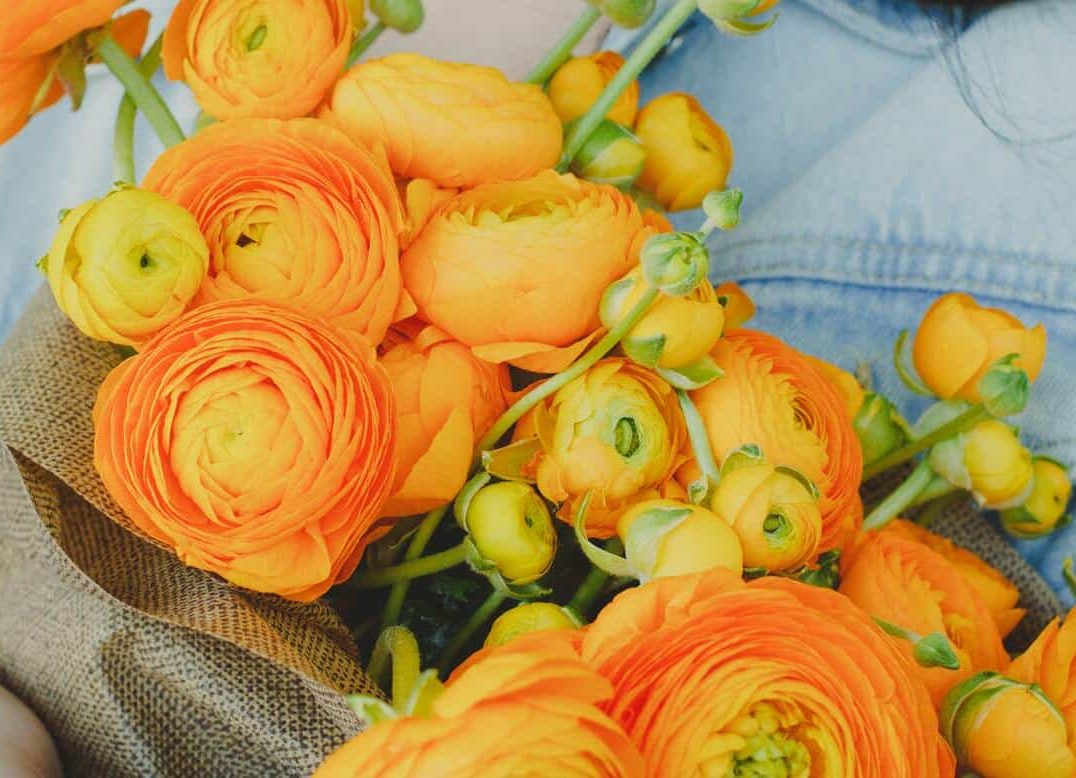 Ranunculus - Image 2