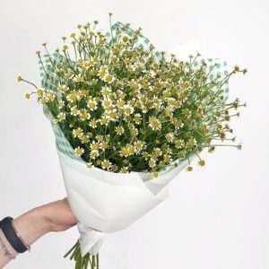 Hydrangea