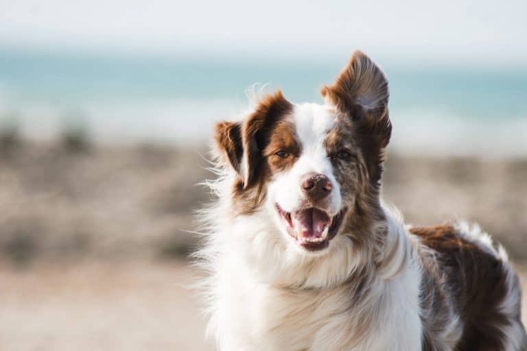 Advice for new dog parents